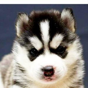 Meet your Posher, Tara